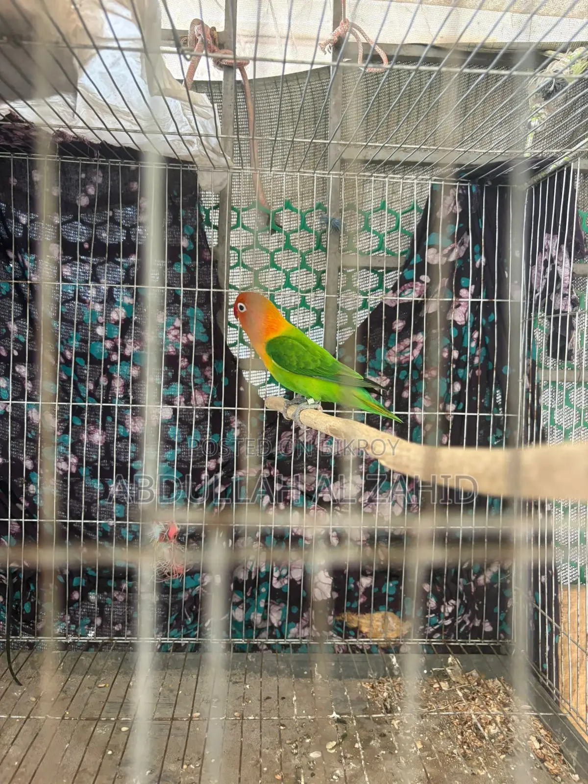 Love Bird Male + Cage