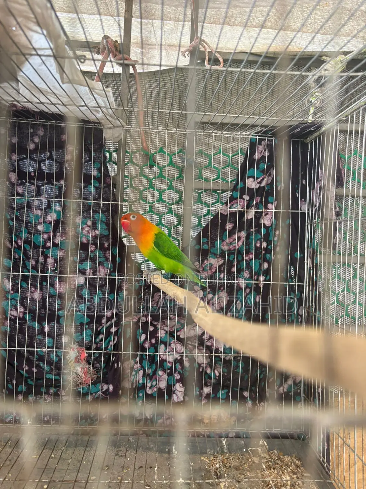 Love Bird Male + Cage