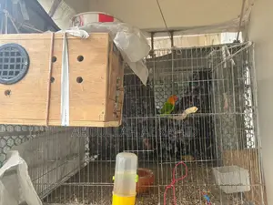 Love Bird Male + Cage