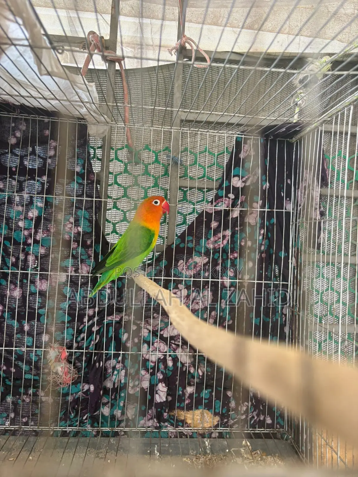 Love Bird Male + Cage