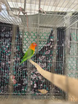 Love Bird Male + Cage