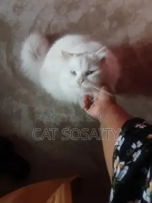 Cat for Sale