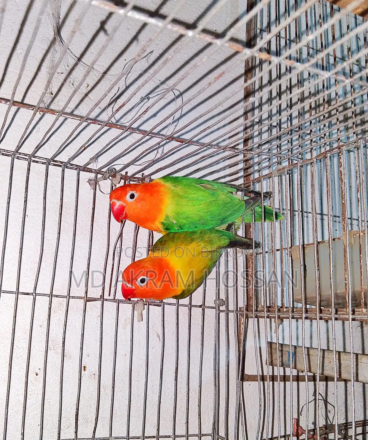 Lovebird Breeding Pair