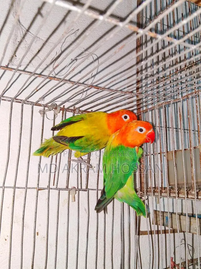 Lovebird Breeding Pair