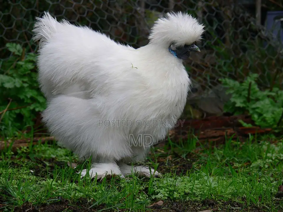 Silkie Brahma Chickens