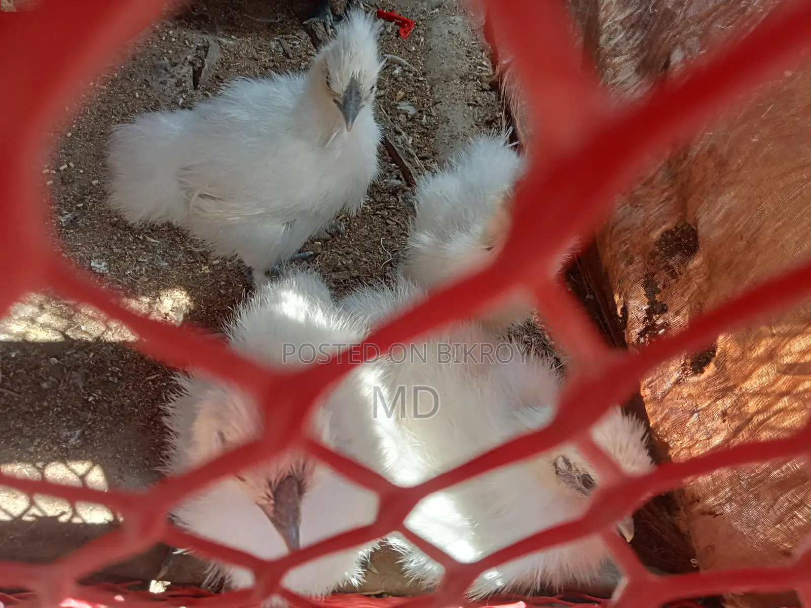 Silkie Brahma Chickens
