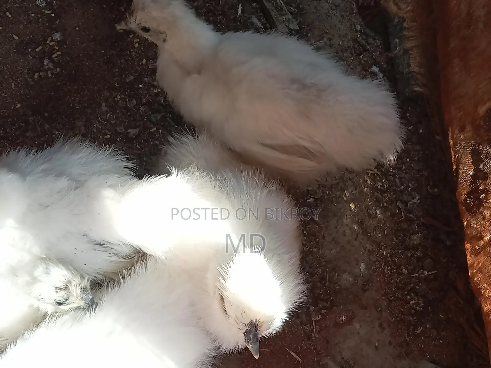 Silkie Brahma Chickens