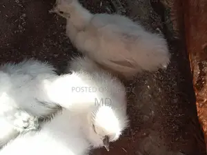 Silkie Brahma Chickens
