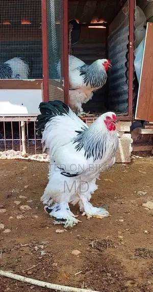 Silkie Brahma Chickens