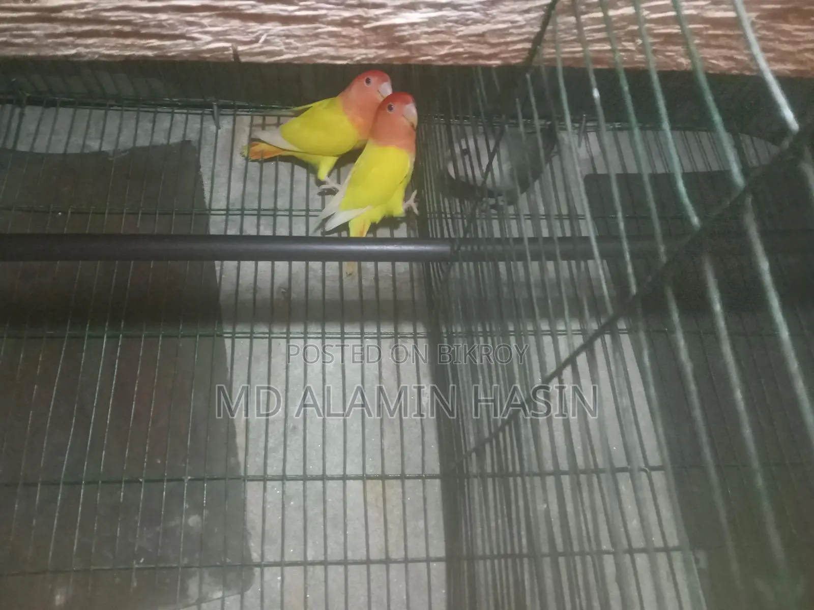 Lovebird Parrots