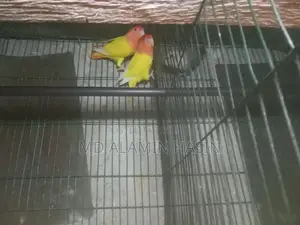 Lovebird Parrots