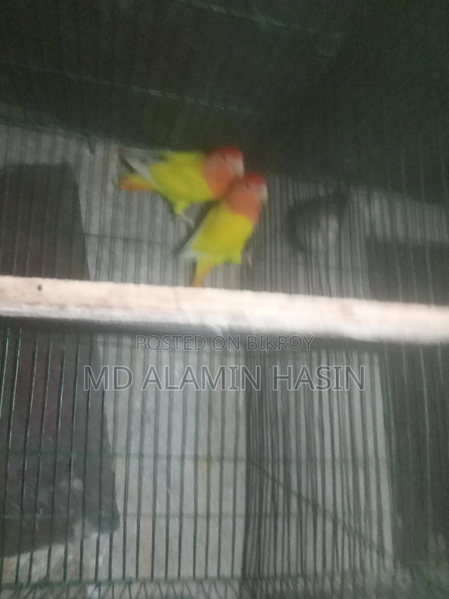 Lovebird Parrots