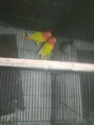 Lovebird Parrots