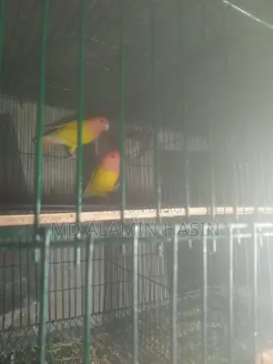 Lovebird Parrots