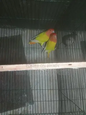 Lovebird Parrots