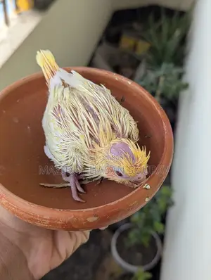 Red Eye Cockatiel Baby