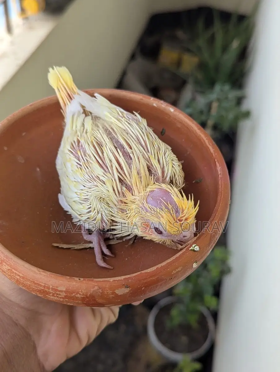 Red Eye Cockatiel Baby