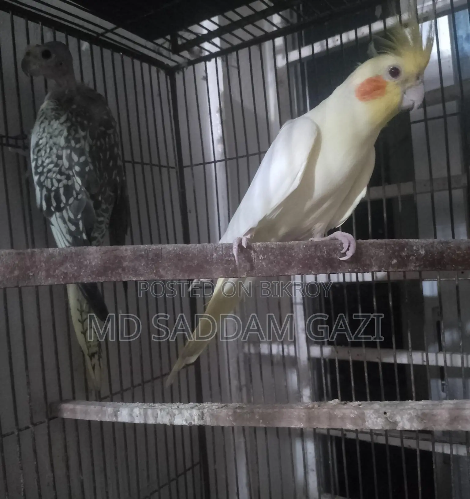 Want to sell a pair of Cockatiel birds