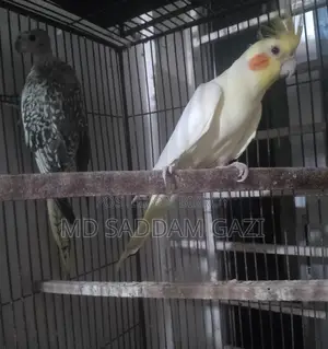 Want to sell a pair of Cockatiel birds