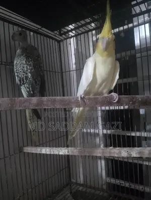 Want to sell a pair of Cockatiel birds