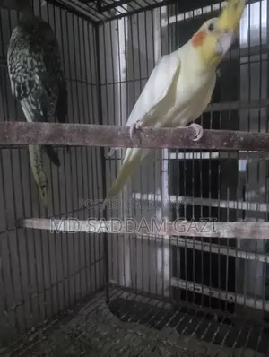 Want to sell a pair of Cockatiel birds