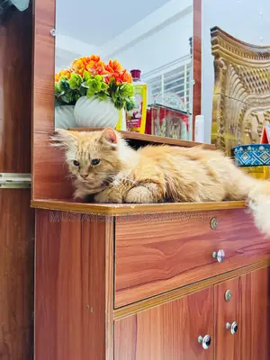 পার্সিয়ান বিড়াল বিক্রি করা হবে