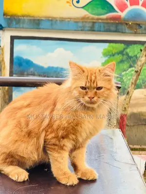 পার্সিয়ান বিড়াল বিক্রি করা হবে