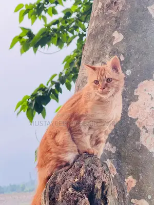 পার্সিয়ান বিড়াল বিক্রি করা হবে