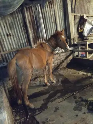 Selling My Pet Horse
