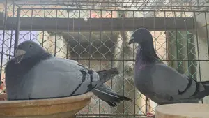 Exhibition, its chicks