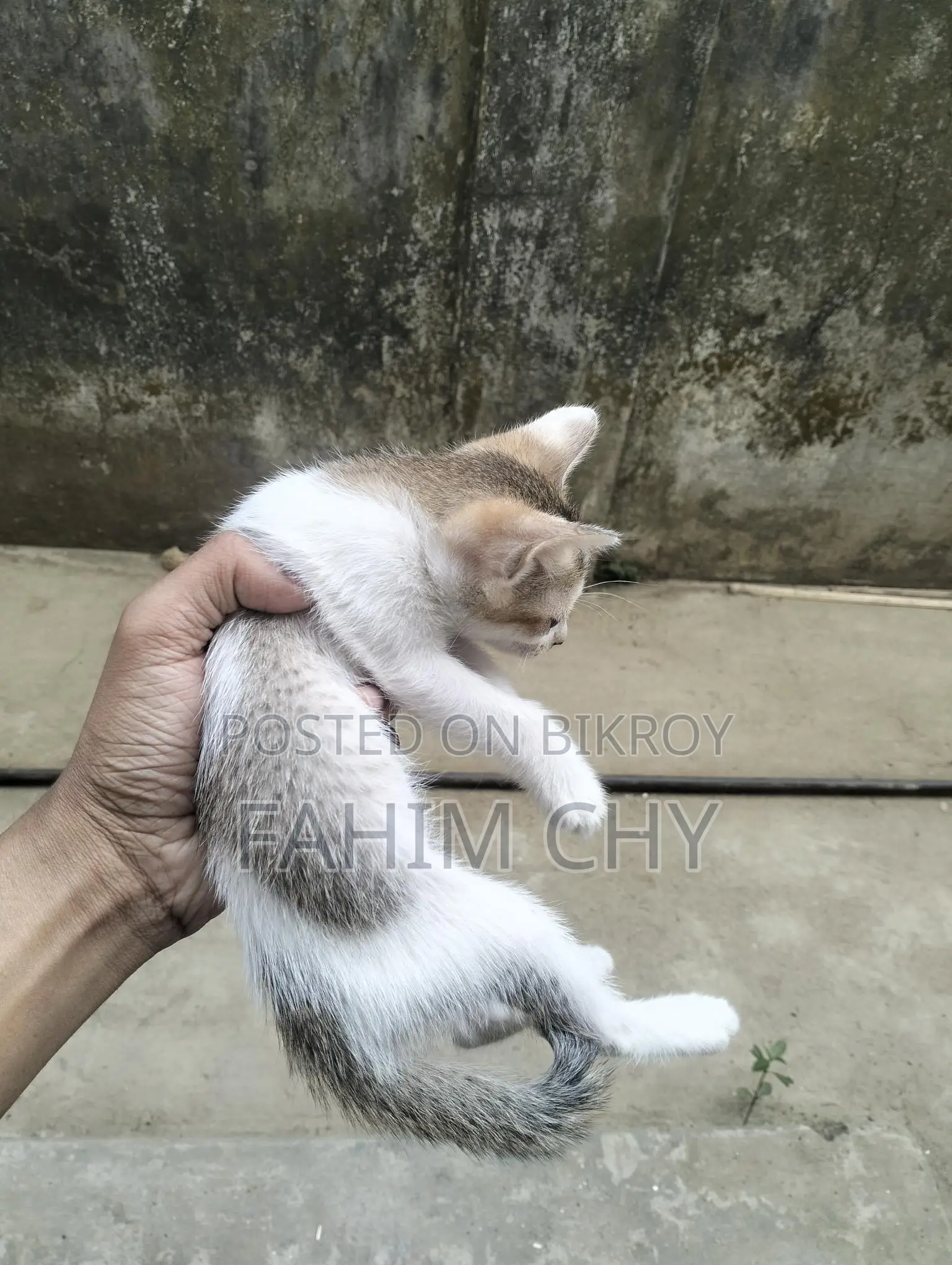 Cat for Adaptation