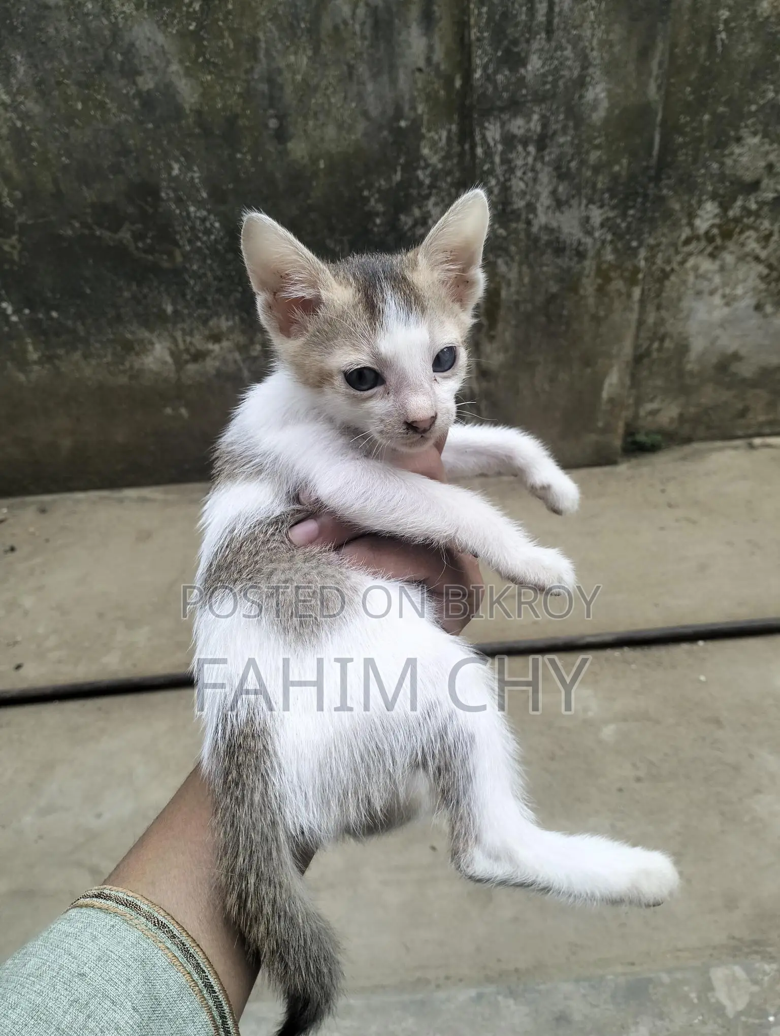 Cat for Adaptation