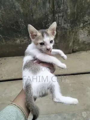 Cat for Adaptation