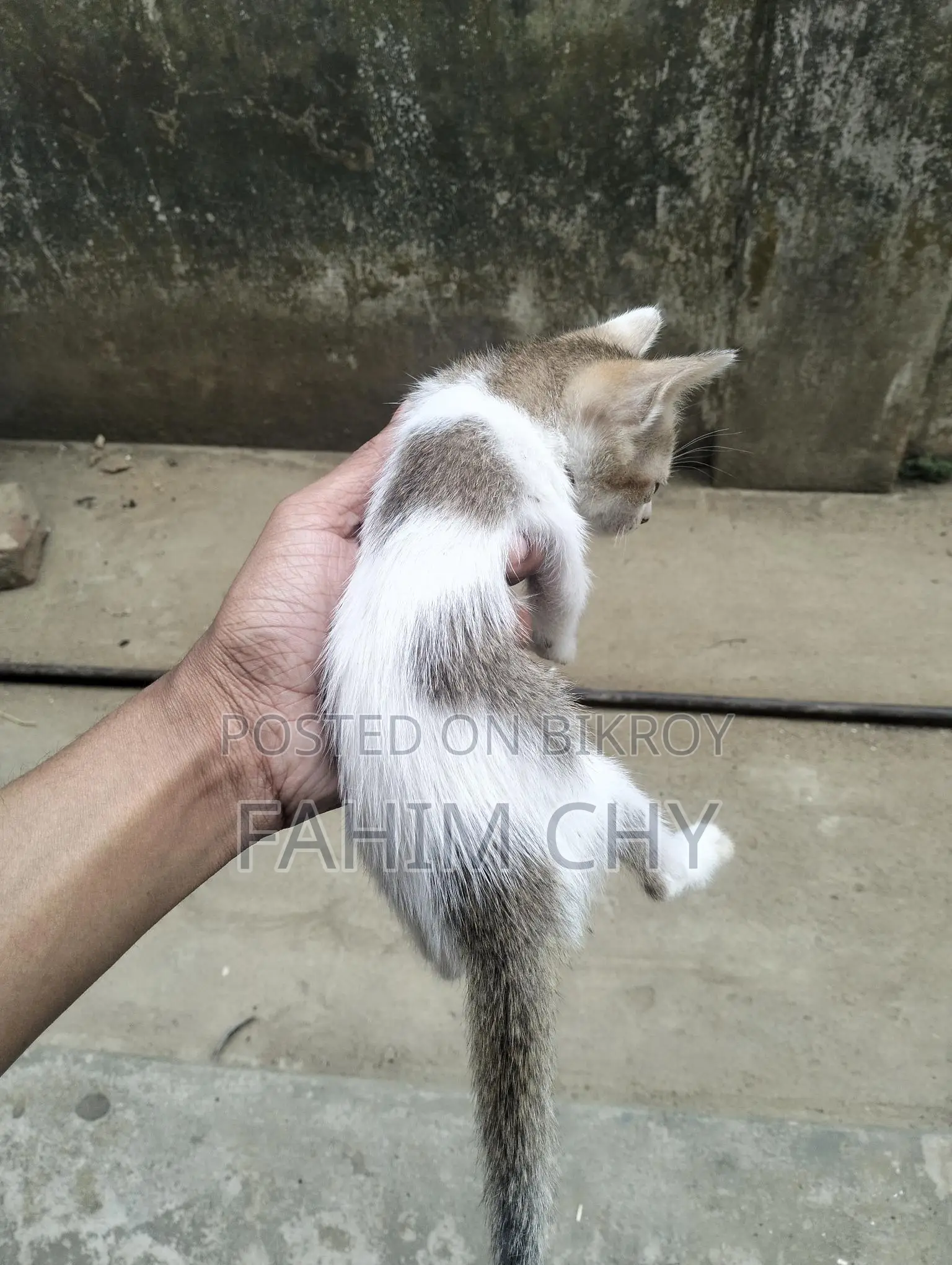 Cat for Adaptation