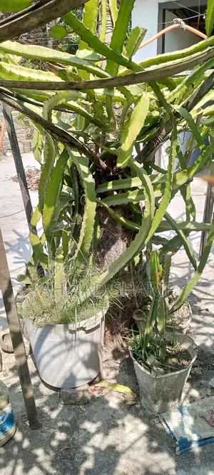 Red and White Dragon Fruit Plant