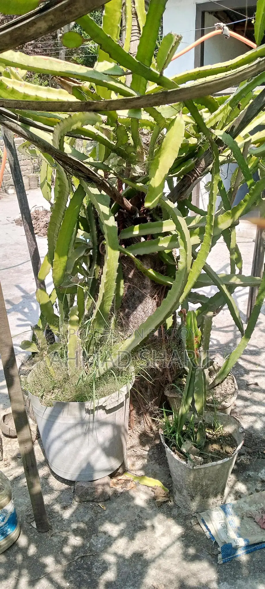 Red and White Dragon Fruit Plant