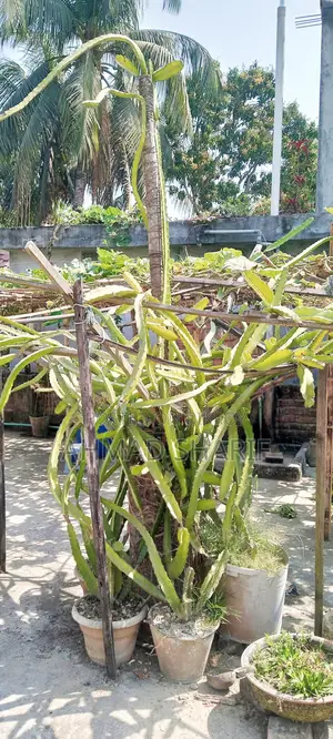 Red and White Dragon Fruit Plant