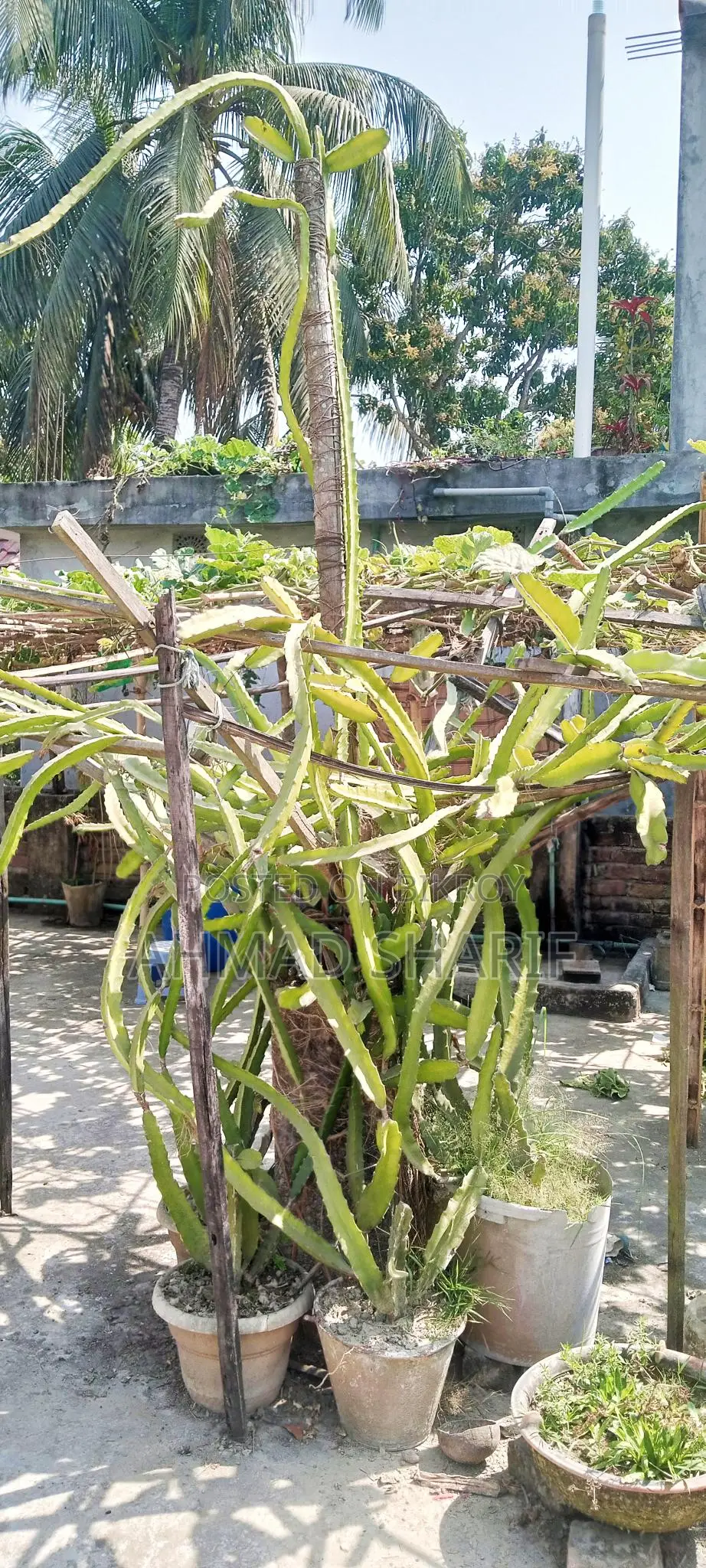 Red and White Dragon Fruit Plant