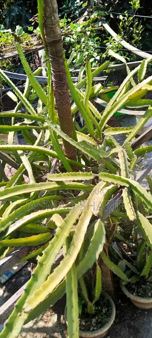 Red and White Dragon Fruit Plant