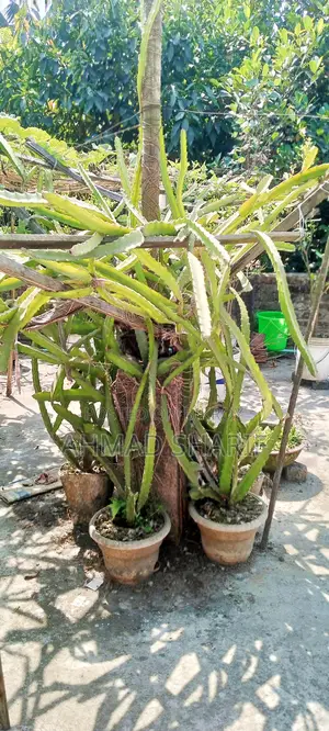 Red and White Dragon Fruit Plant
