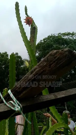 Red and White Dragon Fruit Plant