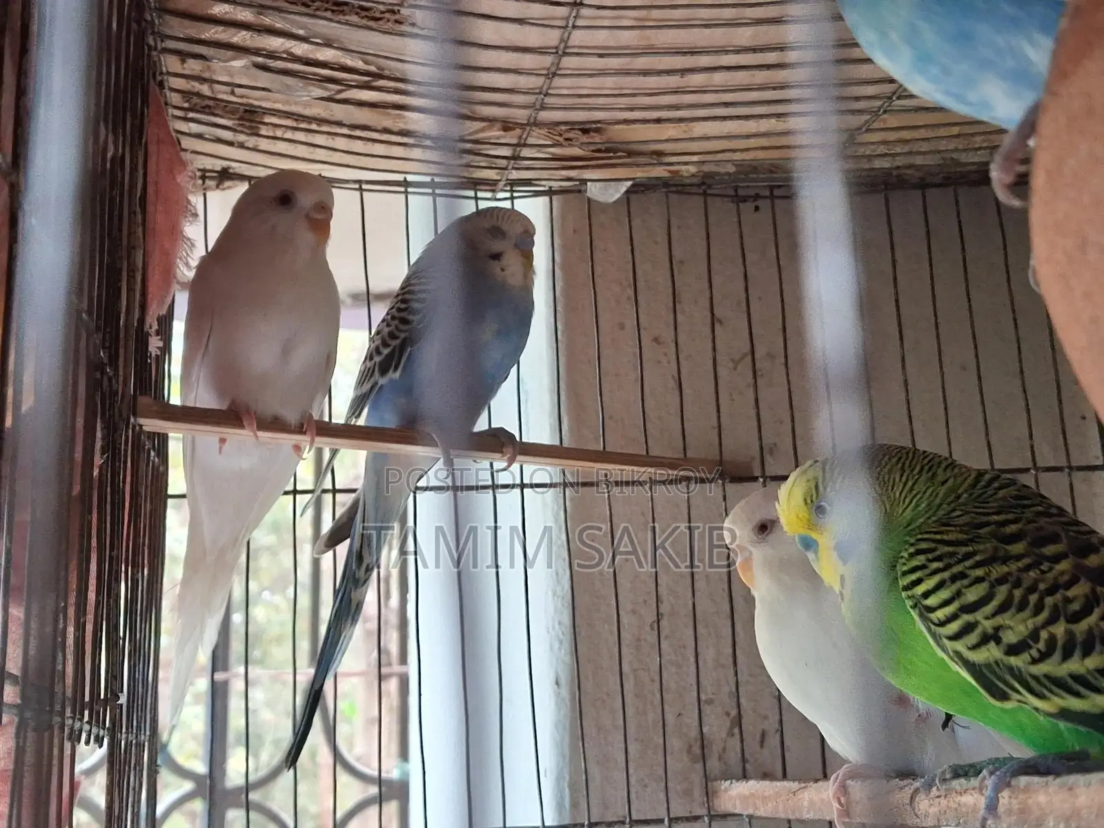 Budgerigar Birds
