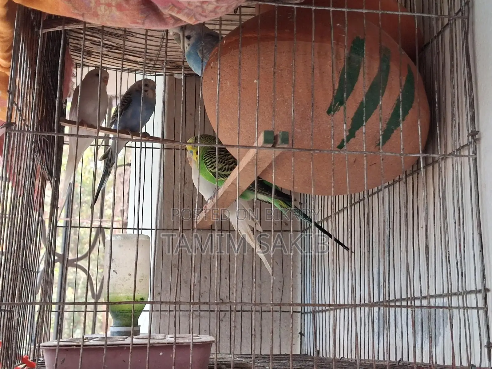 Budgerigar Birds
