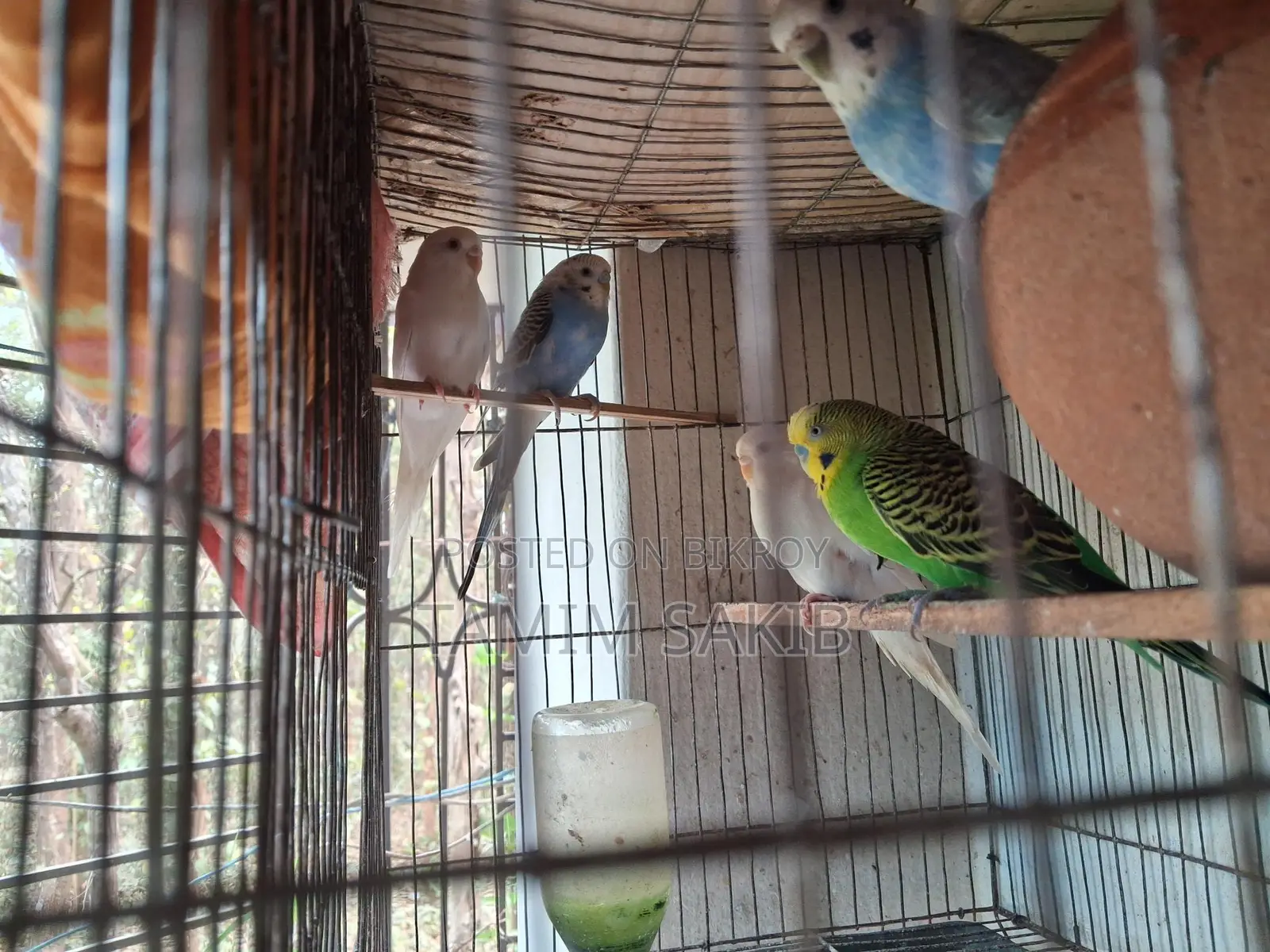 Budgerigar Birds