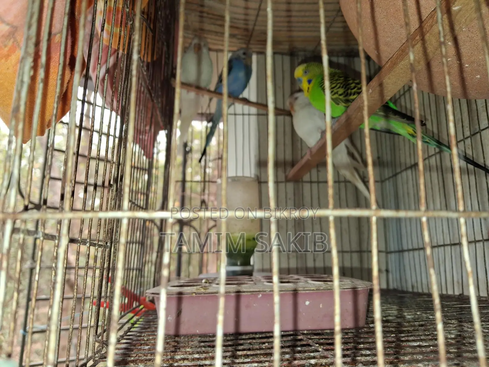 Budgerigar Birds