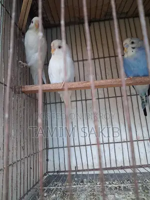 Budgerigar Birds