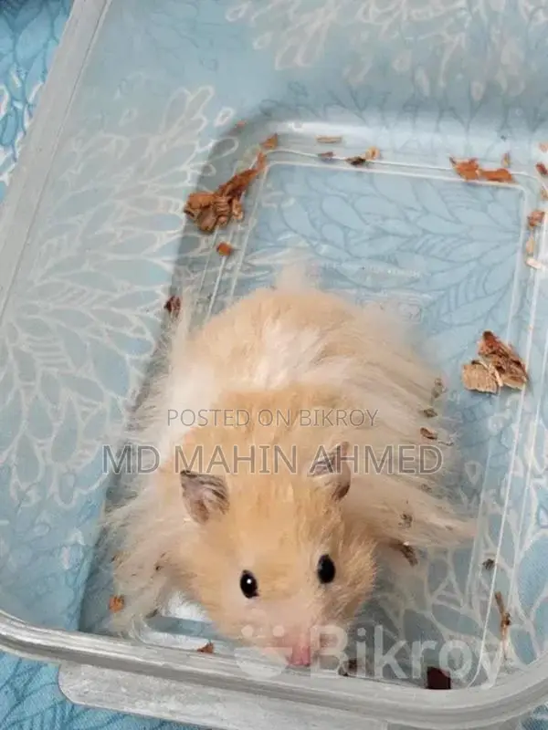 Syrian Long Hair Hamster Male