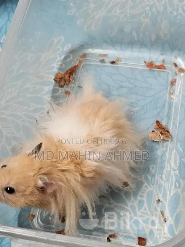 Syrian Long Hair Hamster Male