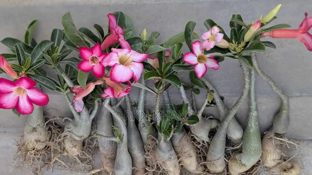 Adenium Plants