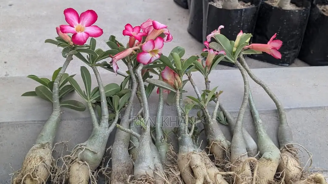 Adenium Plants